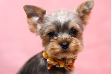 犬