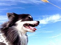 聴導犬たちが生活を変えています